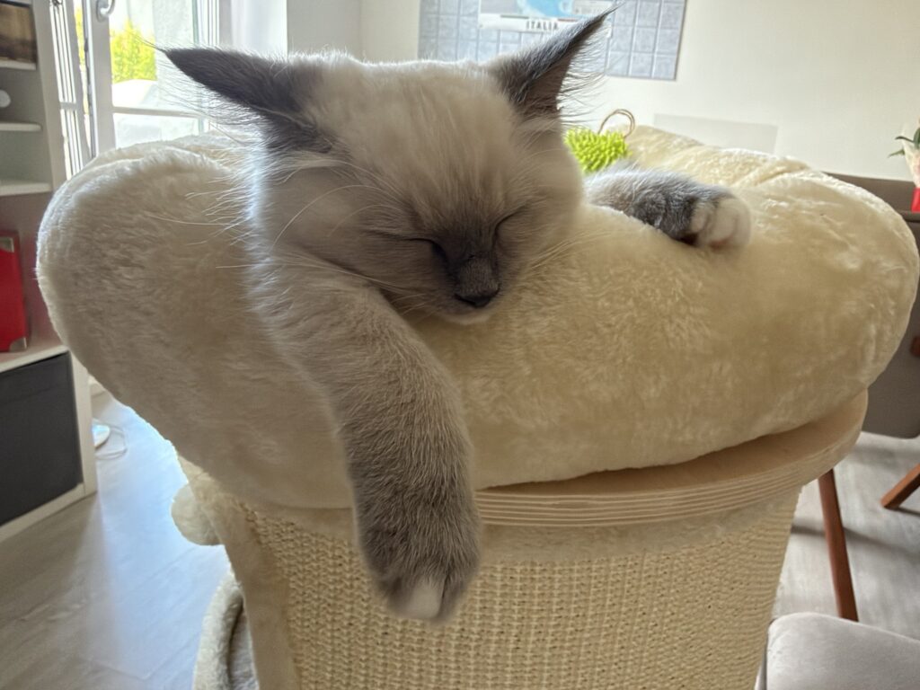 Mia, a young Ragdoll cat
