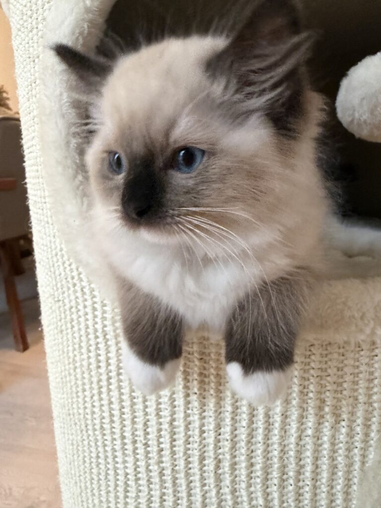 Po, a young Ragdoll cat