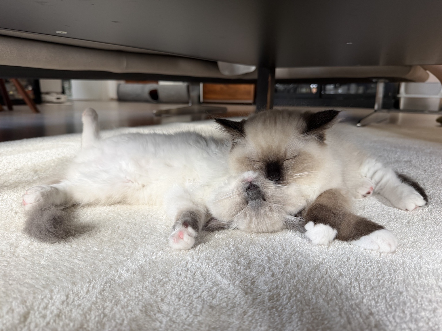 Po and Mia, the GR33DY Strategic Comfort Unit